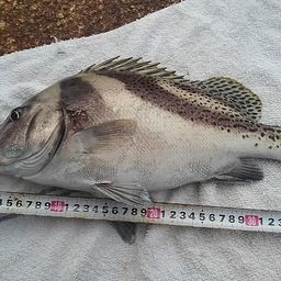 コショウダイ