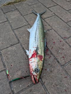 サゴシの釣果