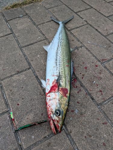 サゴシの釣果