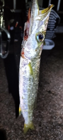 カマスの釣果