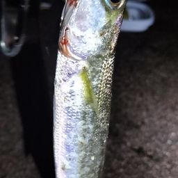 カマス