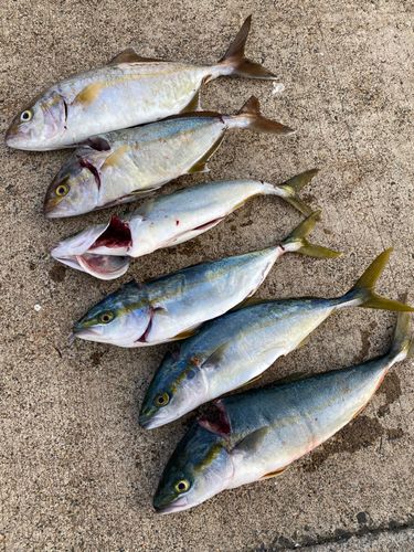 ショゴの釣果