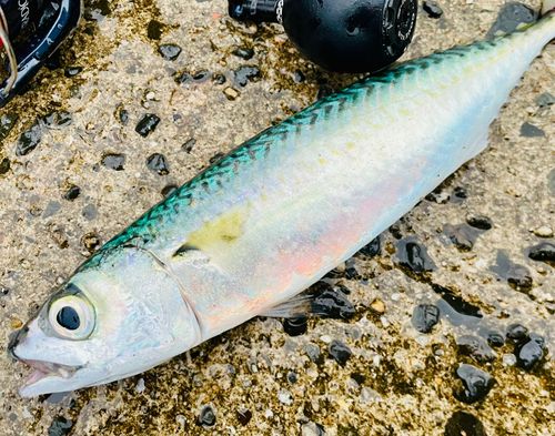 マサバの釣果