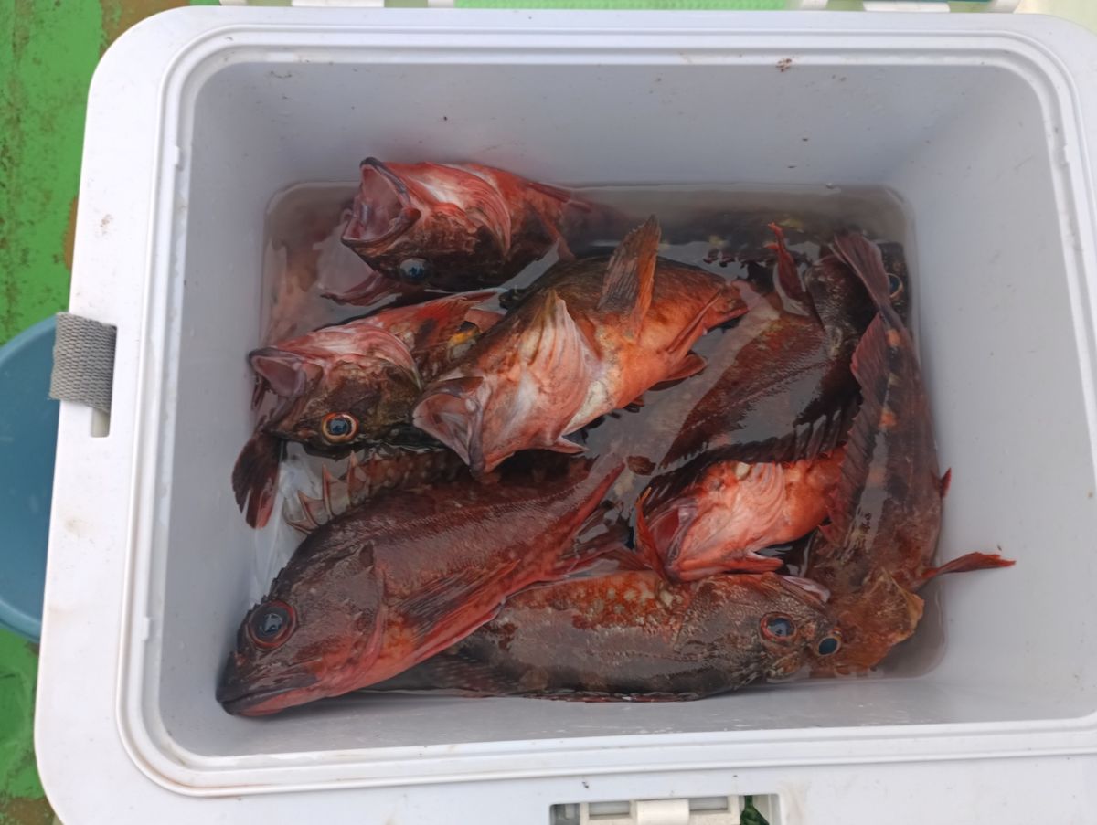 木更津の雀鬼さんの釣果 1枚目の画像