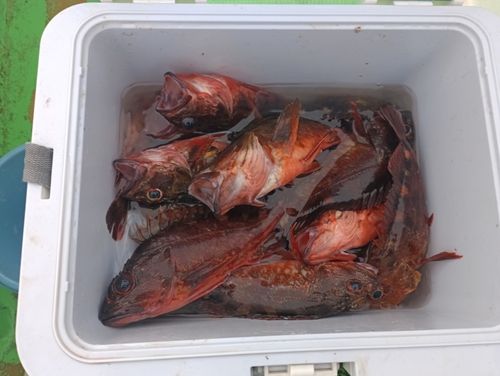 カサゴの釣果