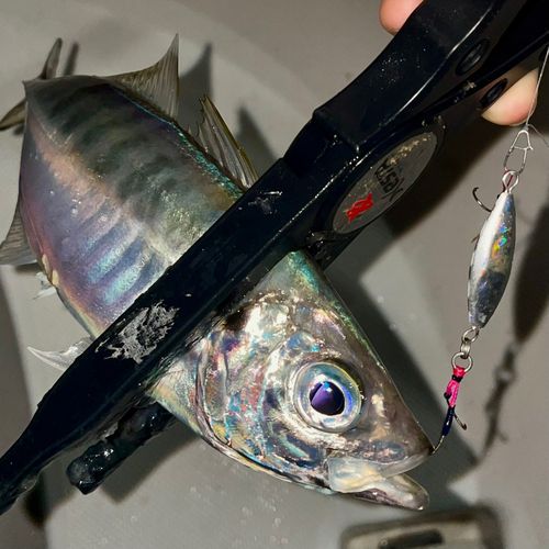マアジの釣果