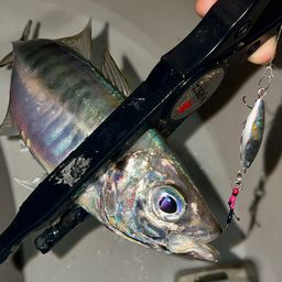 マアジ