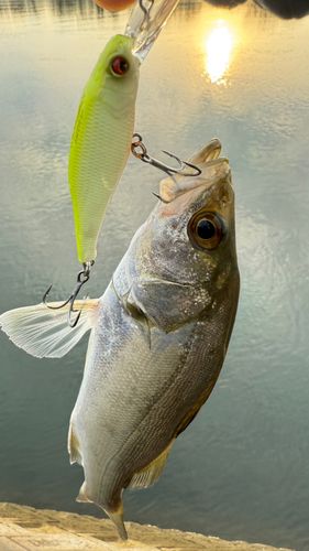 マルスズキの釣果