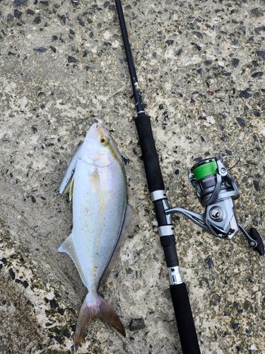 カンパチの釣果