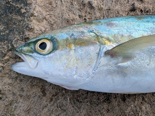 コゾクラの釣果