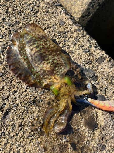 男鹿半島