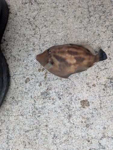 サンバソウの釣果