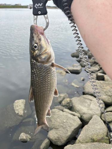ニゴイの釣果