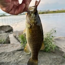 スモールマウスバス