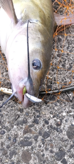 アメリカンキャットフィッシュの釣果