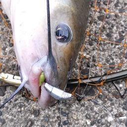 アメリカンキャットフィッシュ