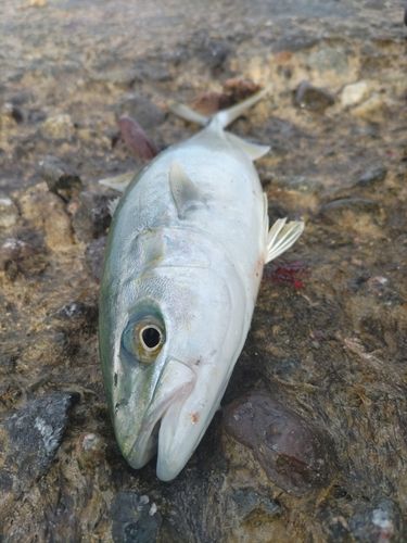 コゾクラの釣果