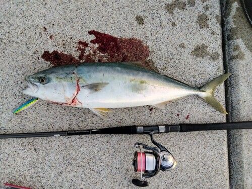 ワラサの釣果