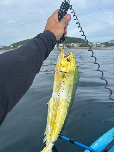 シイラの釣果