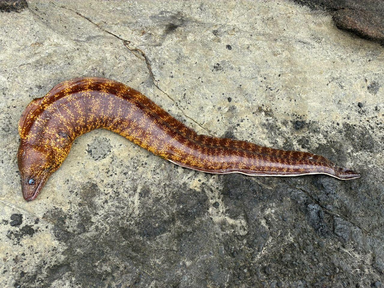 ウツボ