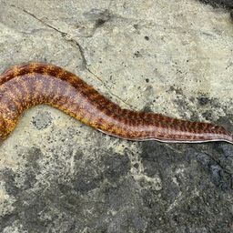 ウツボ
