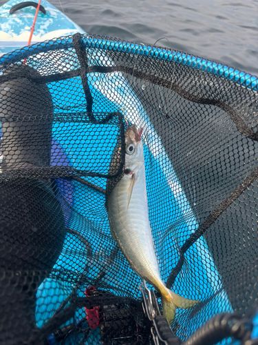 マアジの釣果