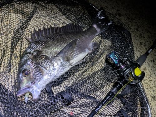 チヌの釣果