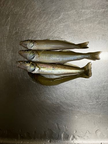キスの釣果