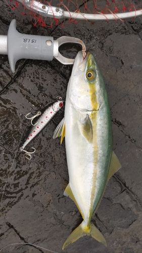 ヤズの釣果