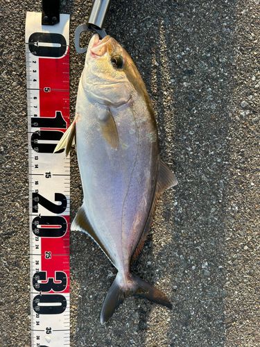ショゴの釣果