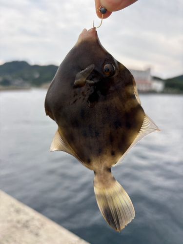カワハギの釣果