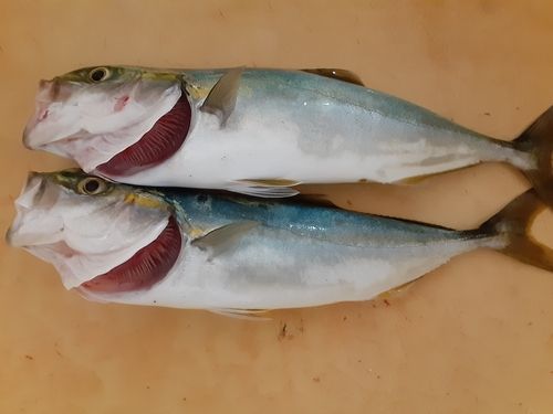有磯海