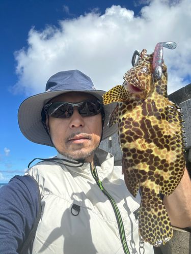 カンモンハタの釣果