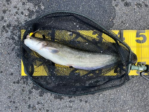 ナマズの釣果