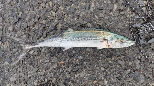 サゴシの釣果