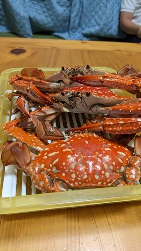 ワタリガニの釣果