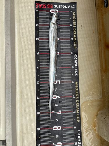 タチウオの釣果