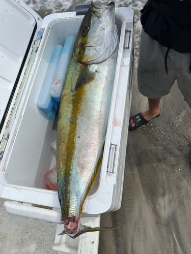 館山湾