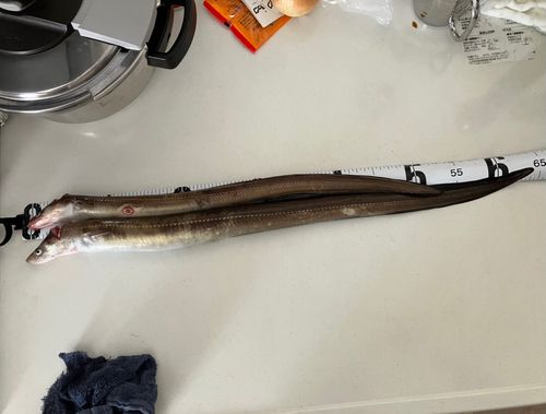 マアナゴの釣果