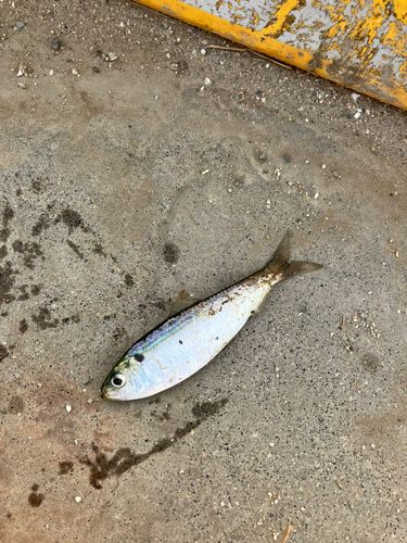 サッパの釣果