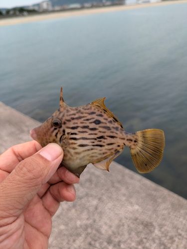 カワハギの釣果