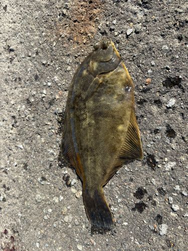 クロガシラガレイの釣果