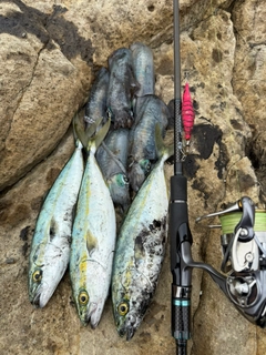 ツバスの釣果