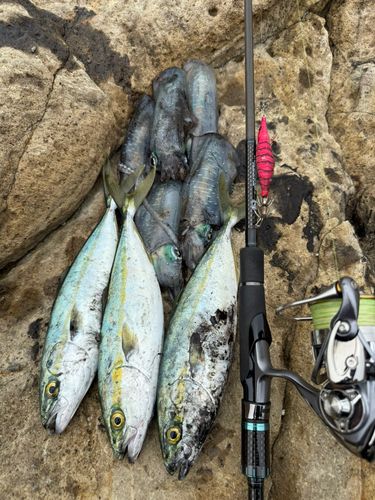 ツバスの釣果
