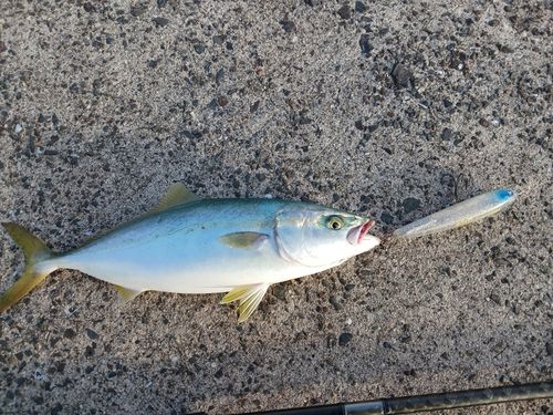 ヤズの釣果