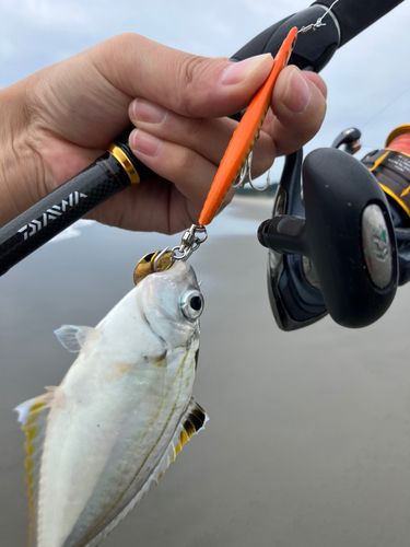 キビレヒイラギの釣果