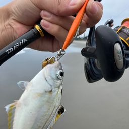 キビレヒイラギ