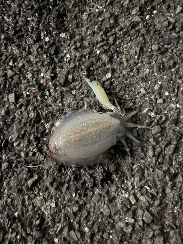 シリヤケイカの釣果