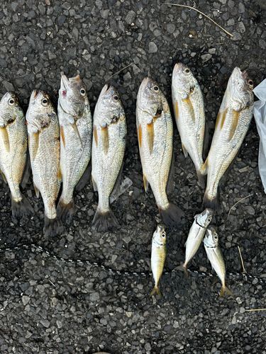 イシモチの釣果