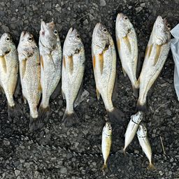 イシモチ